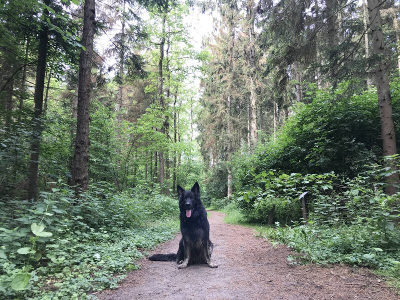 Losloopgebied met honden in Dronten, Flevoland. Spelen met Honden, speelotheek voor honden