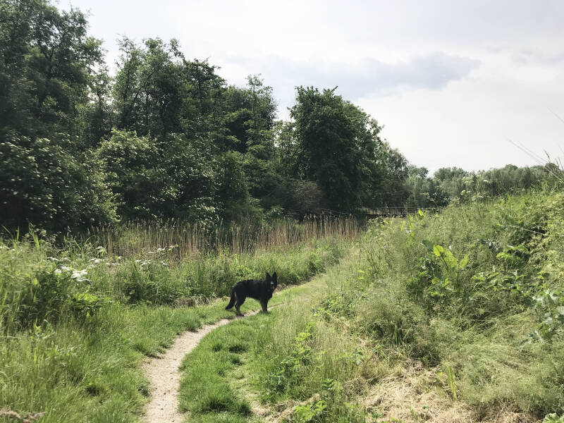 Wandelen in het Wisentbos in Dronten