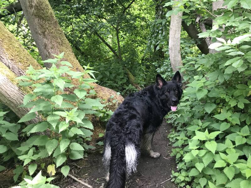Losloopgebied met honden in Dronten, Flevoland. Spelen met Honden, speelotheek voor honden