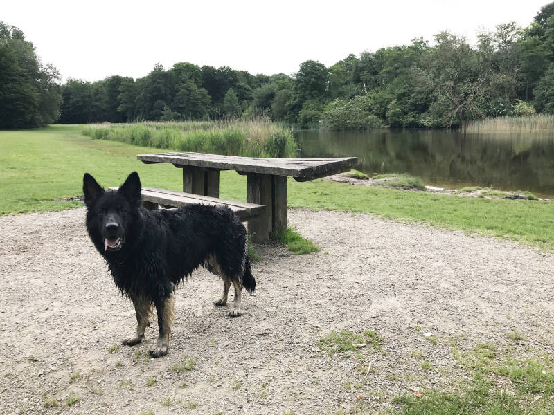 Losloopgebied met honden in Dronten, Flevoland. Spelen met Honden, speelotheek voor honden