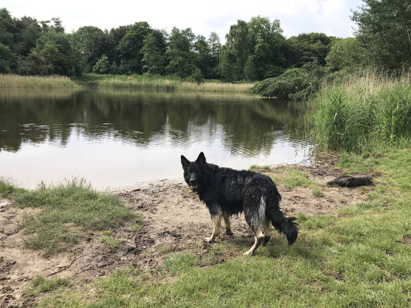 Losloopgebied met honden in Dronten, Flevoland. Spelen met Honden, speelotheek voor honden