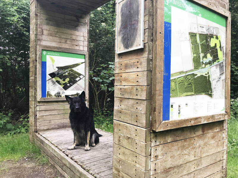Losloopgebied met honden in Dronten, Flevoland. Spelen met Honden, speelotheek voor honden
