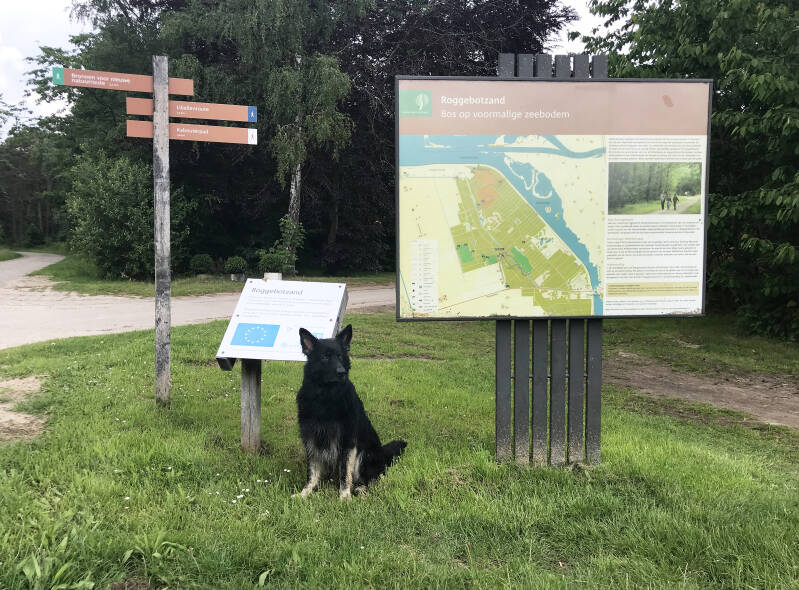 Poseren bij Roggebotzand, Dronten losloopgebied voor honden, Hondenspeelotheek Spelen met Honden Heerhugowaard