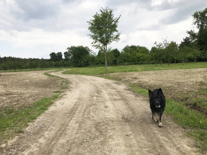 Gele route is prachtig in Roggebotzand in Dronten, Hondenspeelotheek Spelen met Honden Heerhugowaard