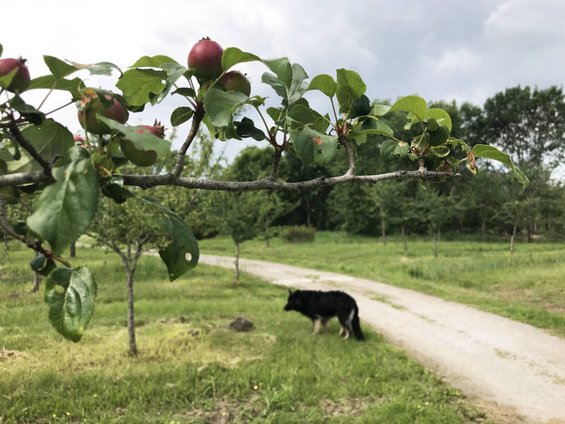 Kleine appeltjes aan de bomen, Roggebotzand Dronten, Hondenspeelotheek Spelen met Honden Heerhugowaard