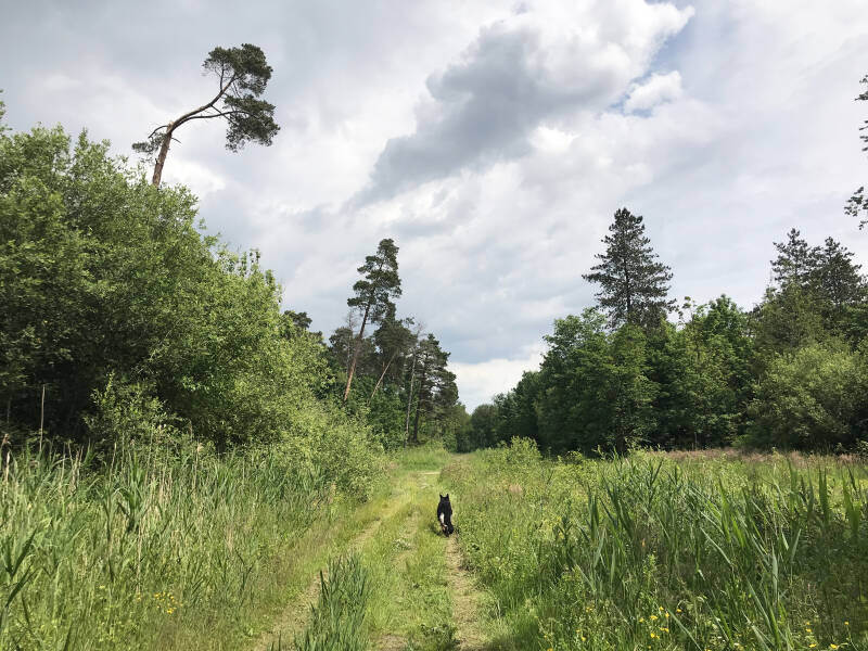 Wandelen in het Roggezandbos in Dronten