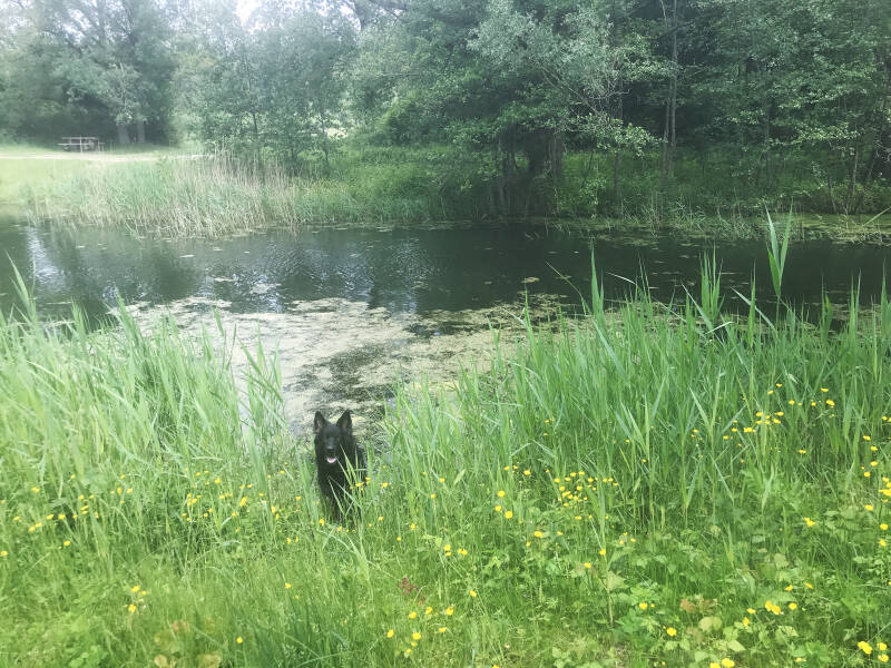 Een frisse duik, Roggebotzand in Dronten, Hondenspeelotheek Spelen met Honden Heerhugowaard