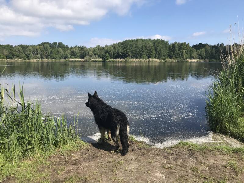 Wandelen in het Zuigerplasbos, Flevoland