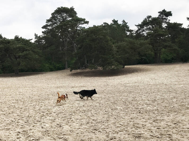 Een leuke wandeling in Noord-Holland is De Hulk in Hoorn.  Spelen met Honden, speelotheek voor honden
