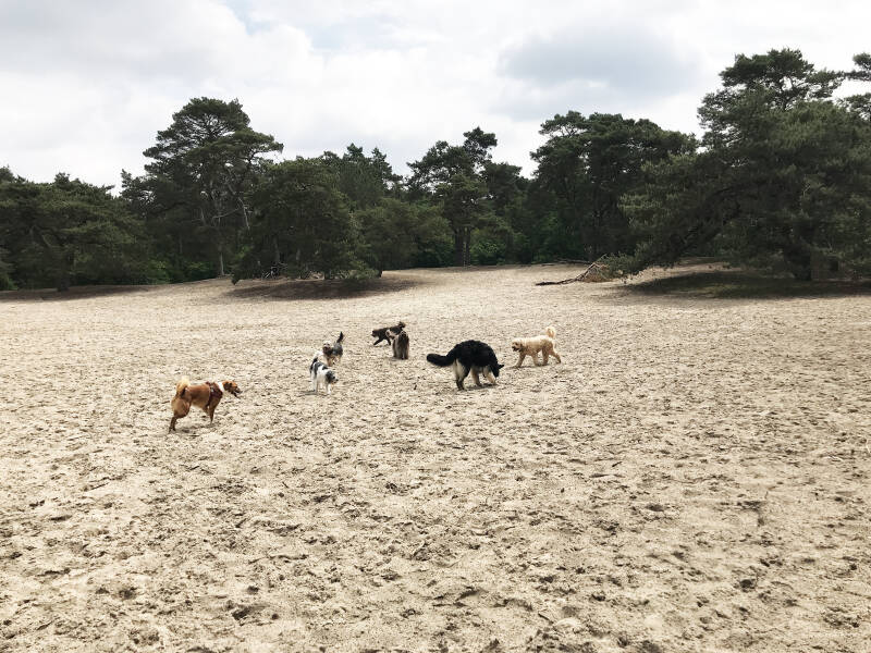 Wandelen in Panbos Zeist speel-o-theek Spelen met Honden te Heerhugowaard
