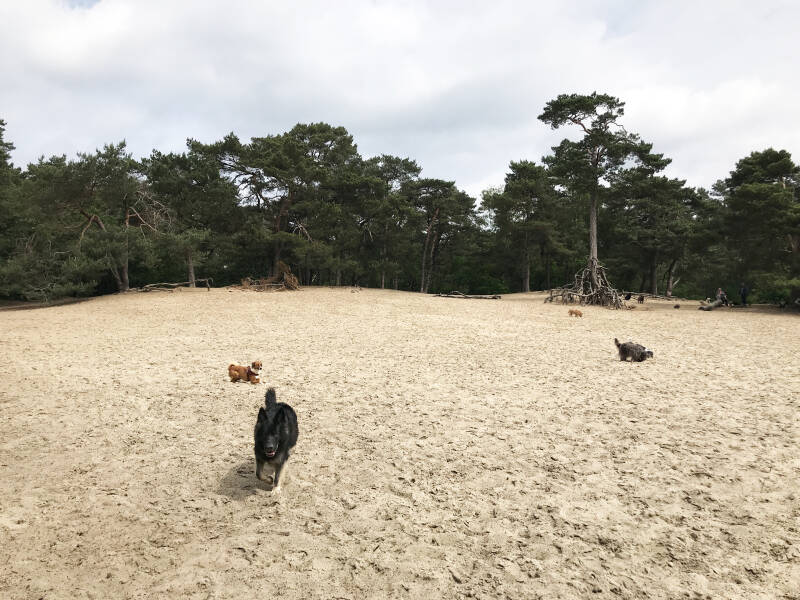 Een leuke wandeling in Noord-Holland is De Hulk in Hoorn.  Spelen met Honden, speelotheek voor honden