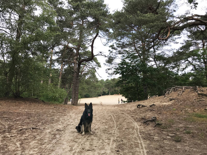 Een leuke wandeling in Noord-Holland is De Hulk in Hoorn.  Spelen met Honden, speelotheek voor honden