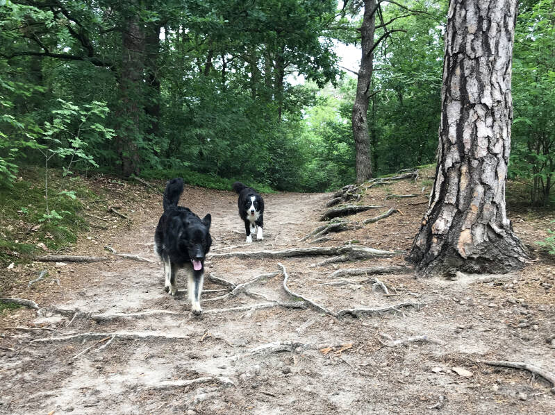 Een leuke wandeling in De Hulk in Hoorn, Noord-Holland. Hondenspeelotheek Spelen met Honden