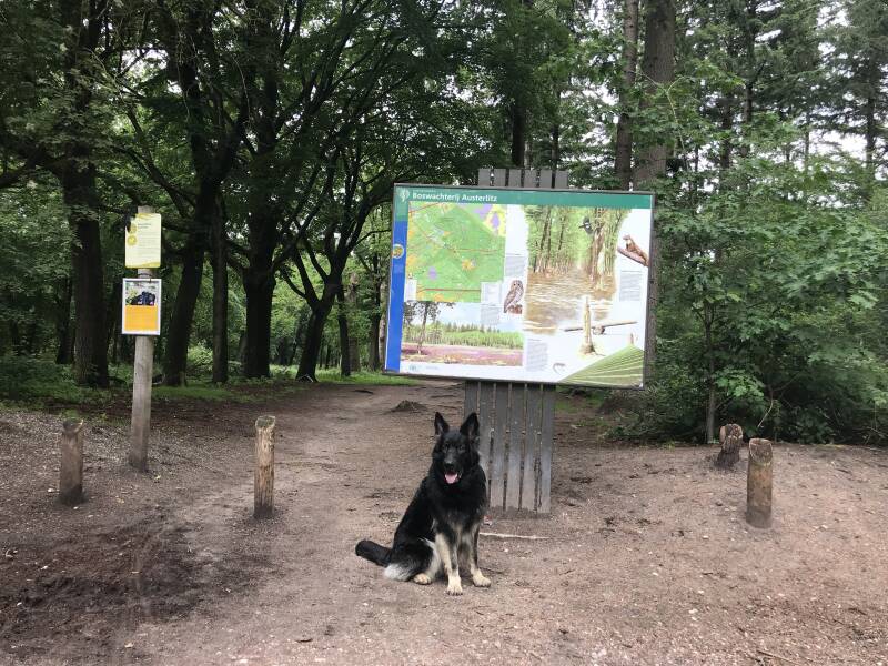 Een leuke wandeling in Noord-Holland is De Hulk in Hoorn.  Spelen met Honden, speelotheek voor honden
