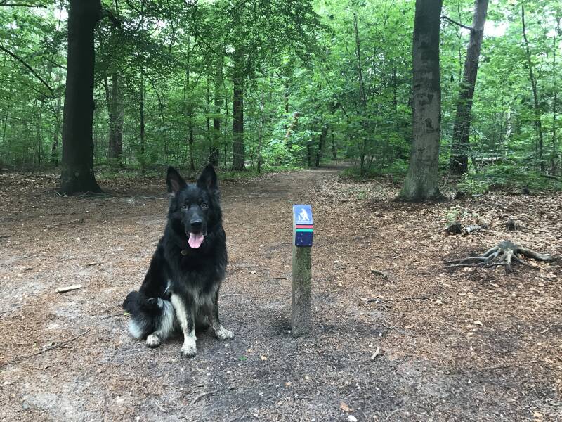 Een leuke wandeling in Noord-Holland is De Hulk in Hoorn.  Spelen met Honden, speelotheek voor honden