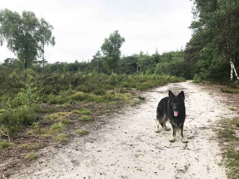 Een leuke wandeling in De Hulk in Hoorn, Noord-Holland. Hondenspeelotheek Spelen met Honden