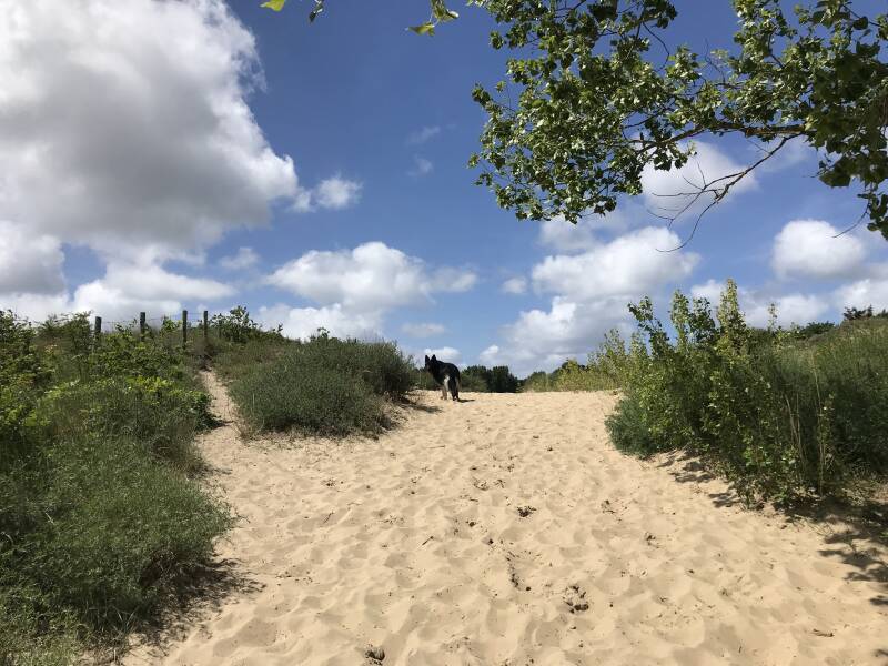 Een prachtige wandeling in Berkheide Katwijk, Hondenspeelotheek Spelen met HondenHondenspeelotheek Spelen met Honden