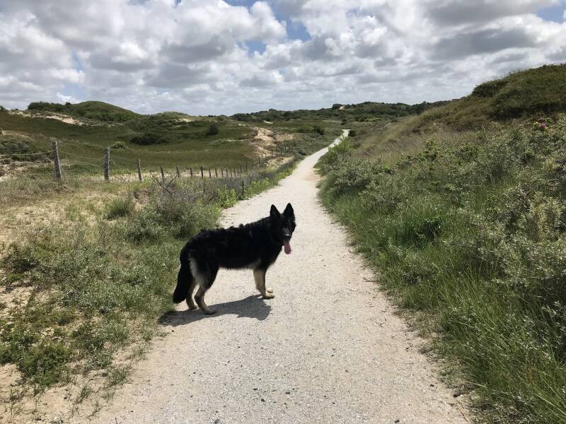 Genieten van de mooie natuur in Berkheide in Katwijk, Hondenspeelotheek Spelen met Honden
