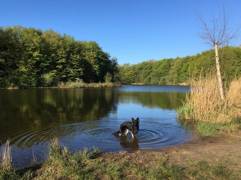 Wandelen in Larserbos Lelystad Flevoland Spelen met Honden hondenpeelotheek