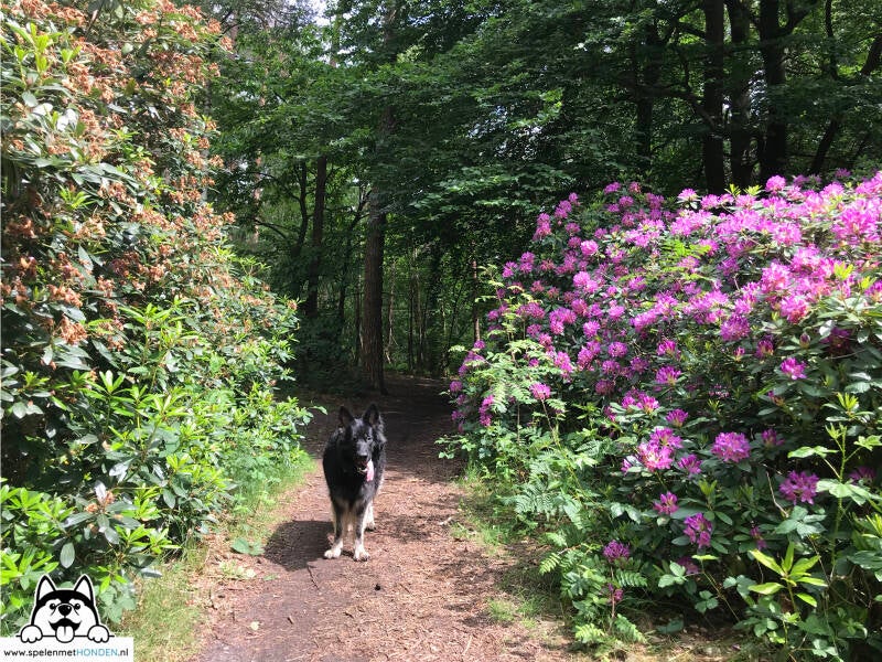 Losloopgebied Birkhoven, Bilthoven in Utrecht