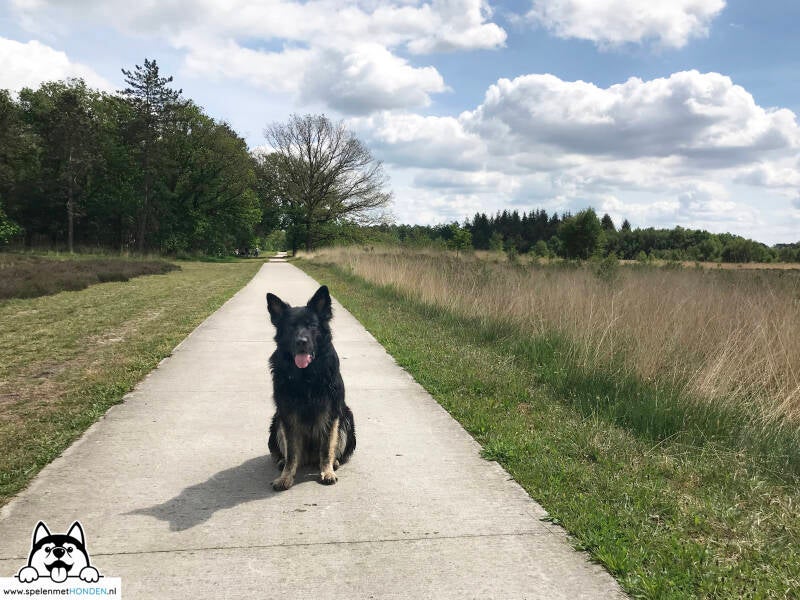 Losloopgebied Blauwe Bos, Haule, Friesland