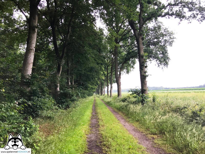 Losloopgebied Boswachterij Odoorn Drenthe Hondenspeelotheek Spelen met HONDEN Heerhugowaard. Wandelen met de hond in mooie gebieden