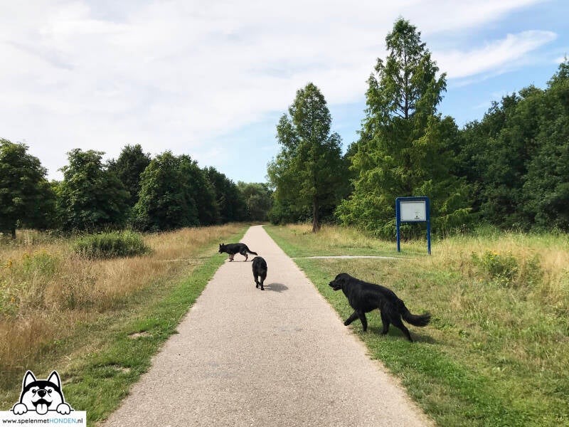 Losloopgebied Groene Weelde in Cruquius, Noord-Holland. Mooi gebied in parkachtige groene omgeving met hondenstrandje