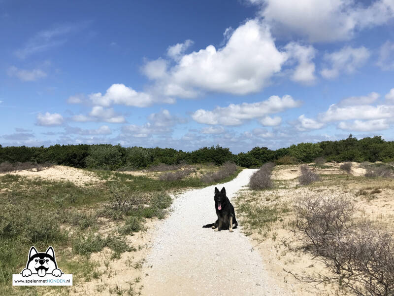 Leuke plekken met de hond in Zuid-Holland