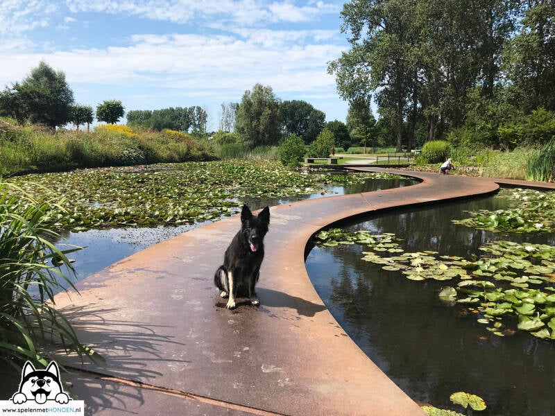 Losloopgebied Haarlemmermeerse Bos Hoofddorp Noord-Holland. Prachtig park met aangelegde bloemperken en zwemvijver