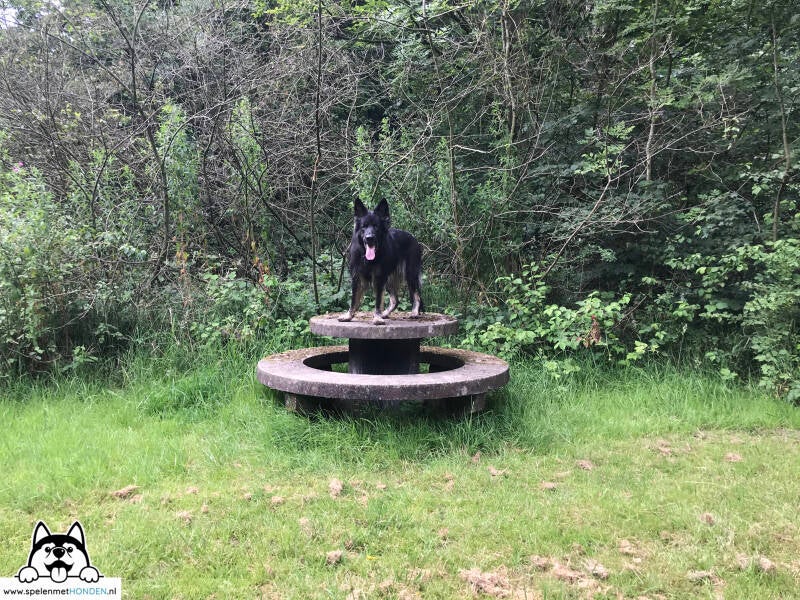 Losloopgebied Heilooër Zeeweg Heiloo Noord-Holland. Door Hondenspeelotheek Spelen met Honden Heerhugowaard.