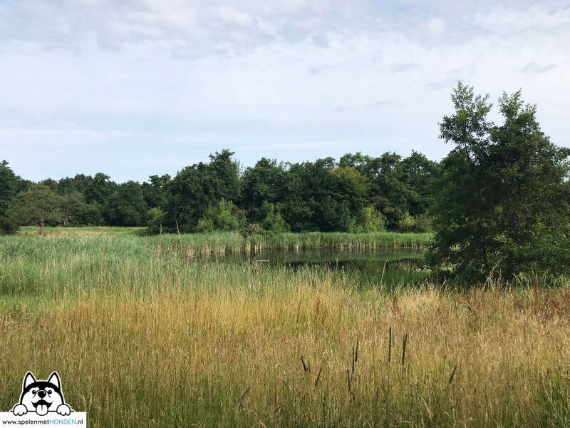 Losloopgebied Heilooër Zeeweg Heiloo Noord-Holland. Door Hondenspeelotheek Spelen met Honden Heerhugowaard.