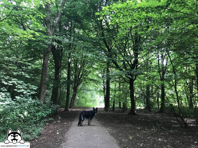 Losloopgebied Heilooër Zeeweg Heiloo Noord-Holland. Door Hondenspeelotheek Spelen met Honden Heerhugowaard.