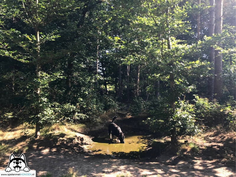 Losloopgebied Hof te Dieren in Dieren Gelderland. Bos, landelijk en mooi zandpad