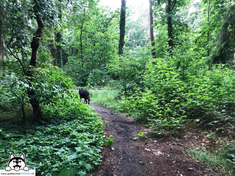 Losloopgebied Boswachterij Exloo in Ees, Drenthe. Hondenspeelotheek Spelen met Honden wandel- en losloopgebieden.