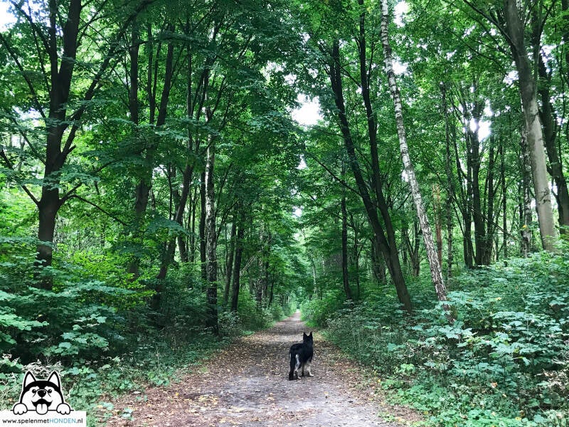 Losloopgebied Pekelder Bos in Oude Pekela Groningen met zwemwater