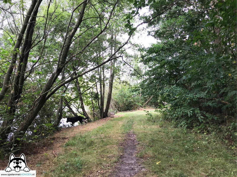 Losloopgebied Pekelder Bos in Oude Pekela Groningen met zwemwater
