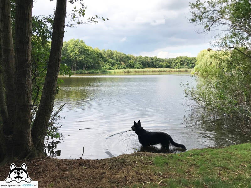 Losloopgebied Pekelder Bos in Oude Pekela Groningen met zwemwater