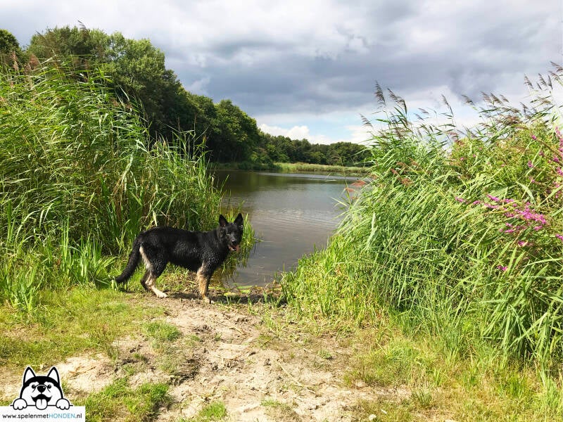 Losloopgebied Pekelder Bos in Oude Pekela Groningen met zwemwater