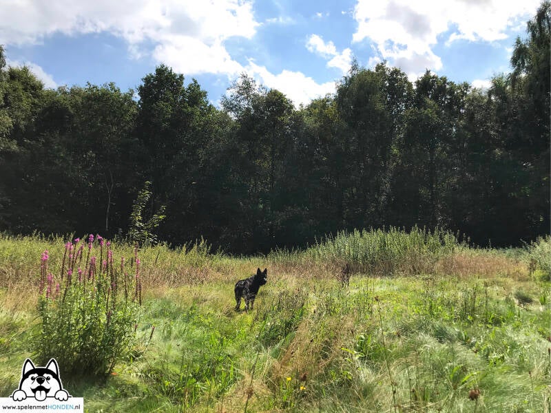 Losloopgebied Pekelder Bos in Oude Pekela Groningen met zwemwater