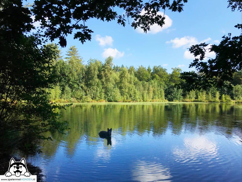 Leuke plekken met de hond in Groningen