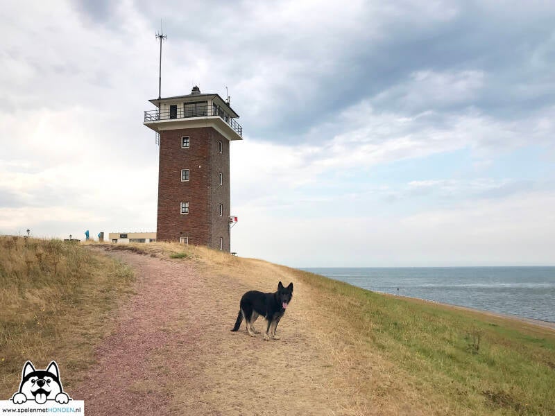Leuke plekken met de hond in Noord-Holland