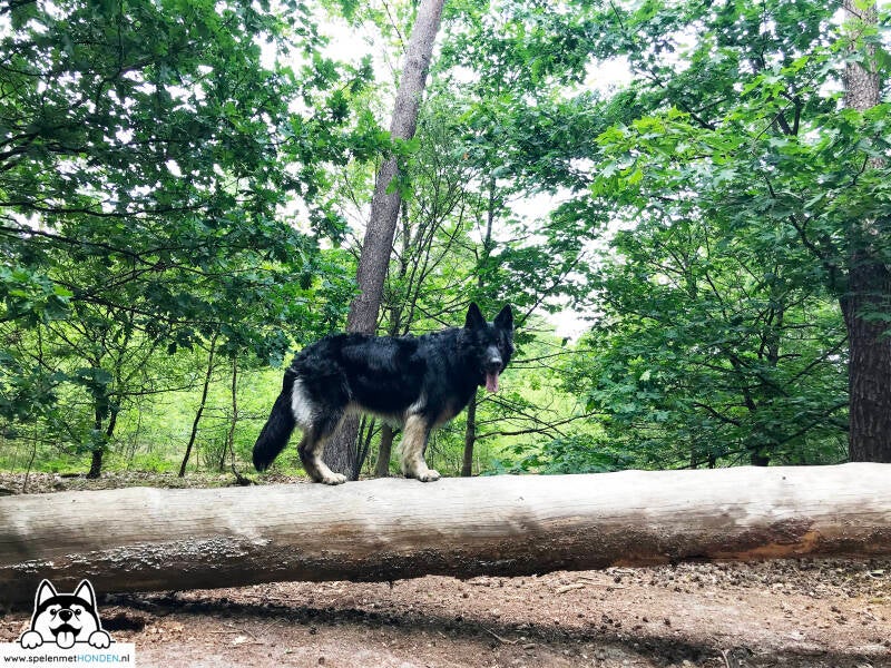 Losloopgebied Molenheide Mierlo, Noord-Brabant