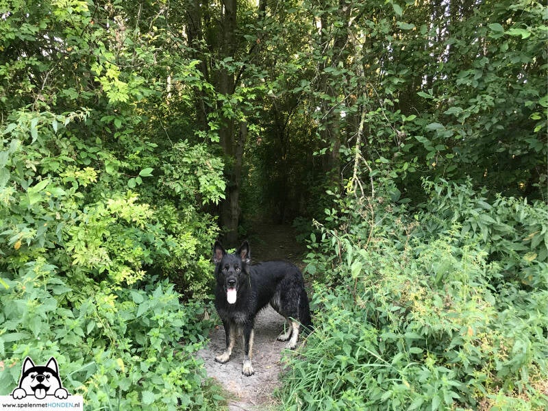 Park Buitenloof, De Goorn, Noord-Holland. Een klein leuk losloopgebied voor als je dichtbij woont