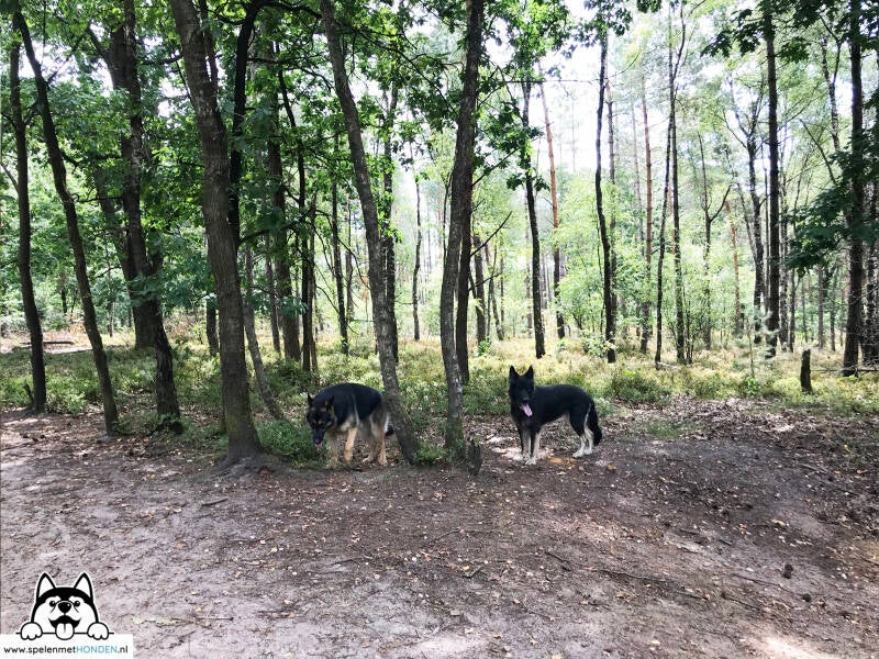 Gino en Becky wandelen in losloopgebied 't Leesten Ugchelen Gelderland (Ugchelse Bosch)