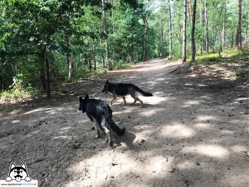 Gino en Becky wandelen in losloopgebied 't Leesten Ugchelen Gelderland (Ugchelse Bosch)