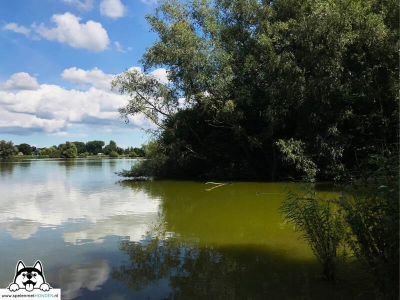Losloopgebied Obdammerweel in Obdam, Noord-Holland