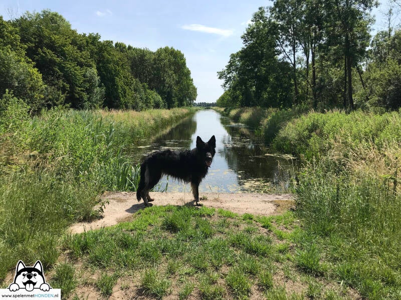 Losloopgebied Purmerbos Purmerend Noord-Holland. Door Hondenspeelotheek Spelen met Honden Heerhugowaard.