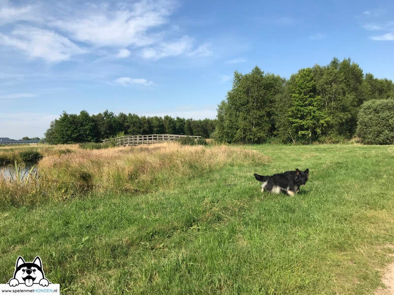 Losloopgebied Purmerland Purmerend Noord-Holland. Door Hondenspeelotheek Spelen met Honden Heerhugowaard.