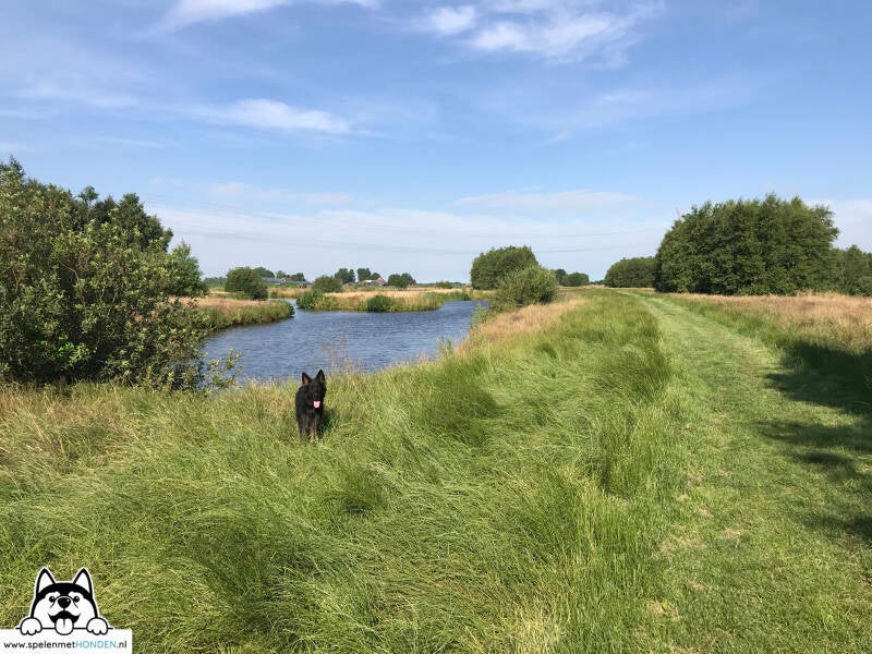 Losloopgebied Purmerland Purmerend Noord-Holland. Door Hondenspeelotheek Spelen met Honden Heerhugowaard.