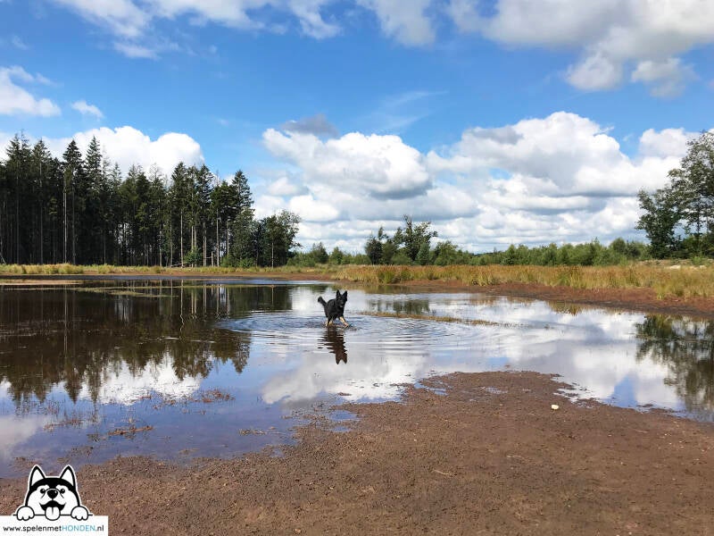 Smalbroek NP Dwingelderveld, Beilen in Drenthe. Losloopgebied aanwezig